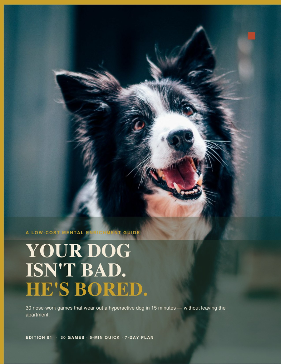 Your Dog Isn't Bad He's Bored
