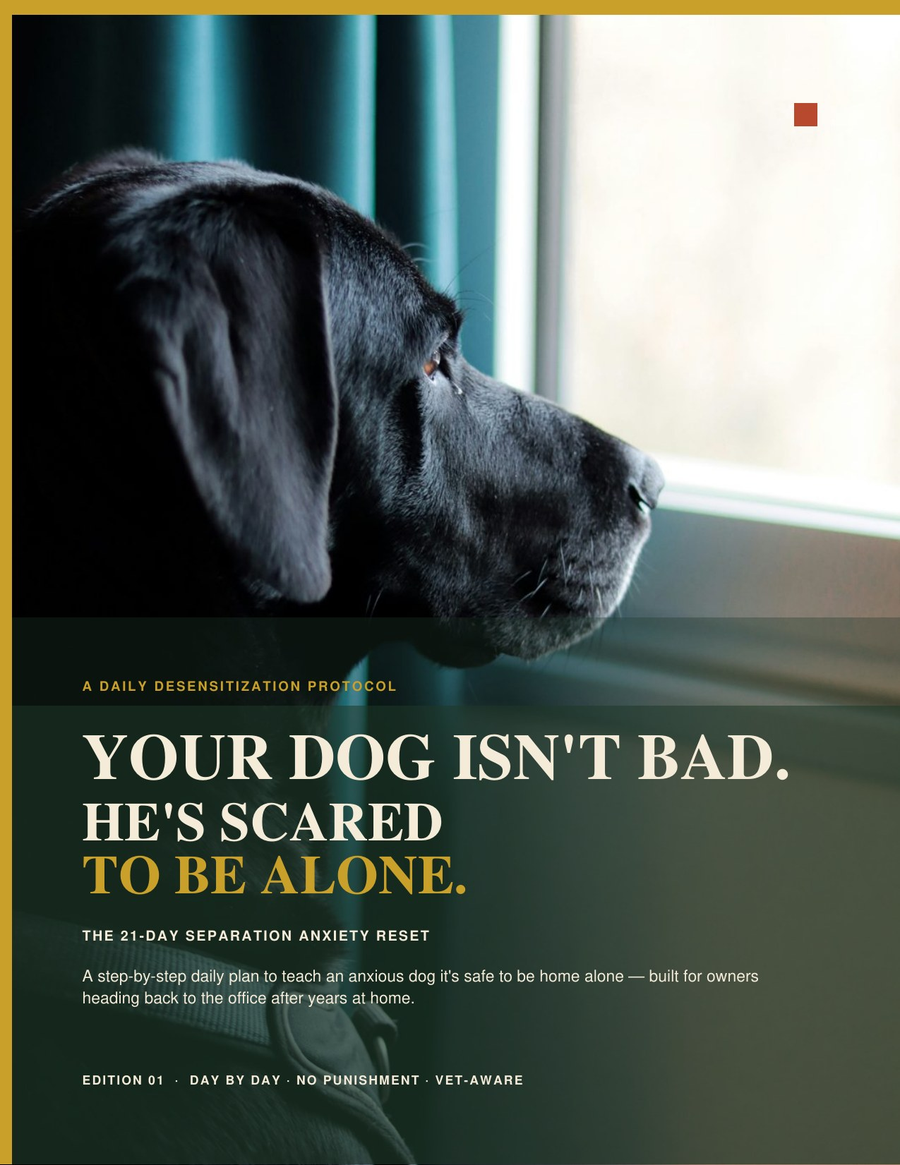 The 21-Day Separation Anxiety Reset