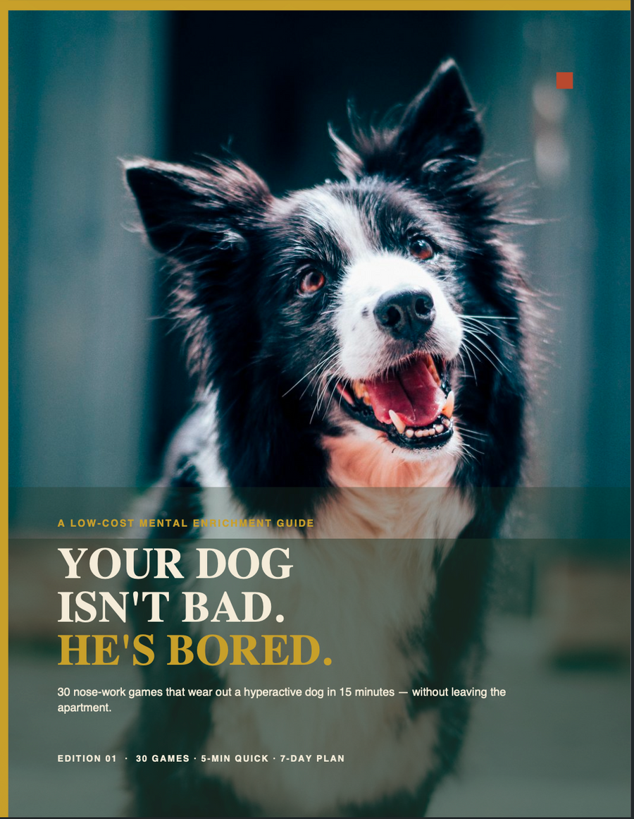 Your Dog Isn't Bad He's Bored